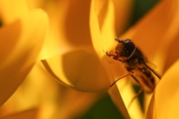 La mosca soldato smaltisce i rifiuti organici naturalmente