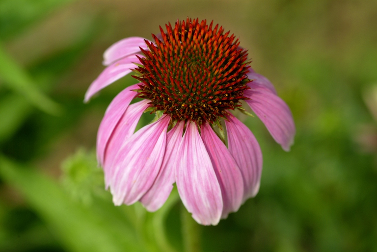 echinacea herpes labialis
