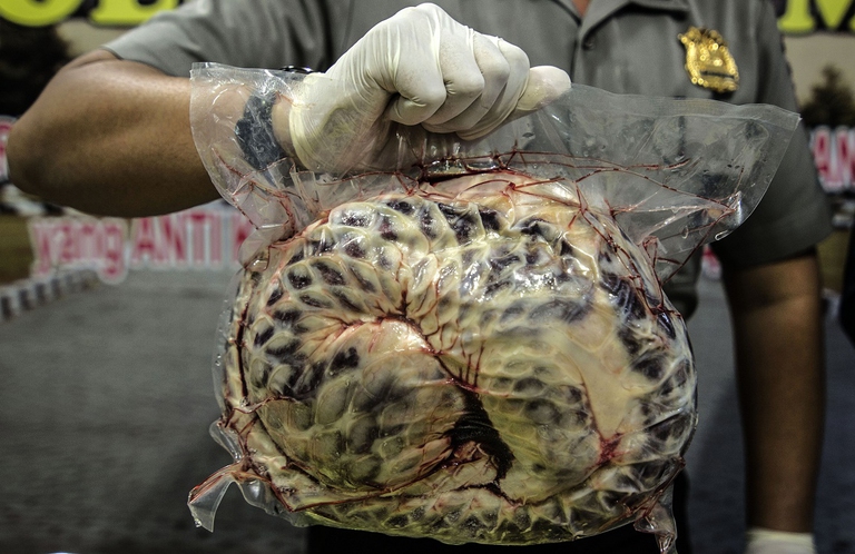 pangolin traditional chinese medicine