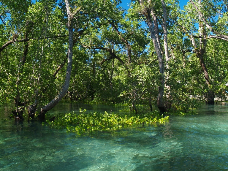 foresta-mangrovie-indonesia