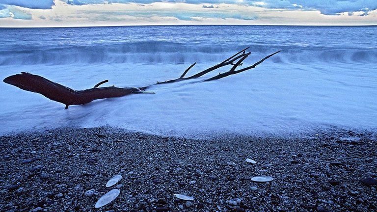 Ossi di seppia sulla spiaggia di Monterosso (foto Giannella)