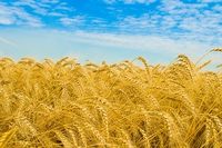 Farm 2050, Google al servizio dell’agricoltura