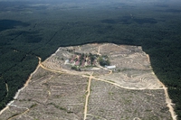 Un quinto delle piantagioni di palme da olio in Indonesia è illegale, sostiene Greenpeace