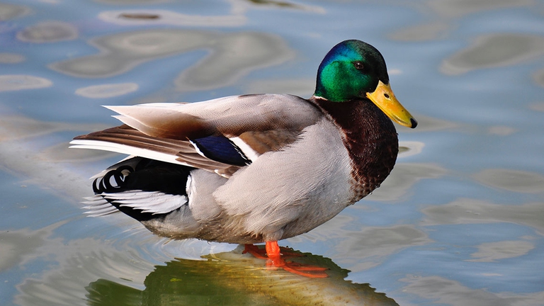 insetti volanti contengono microplastiche