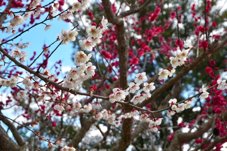 Ume flowers in Minabe