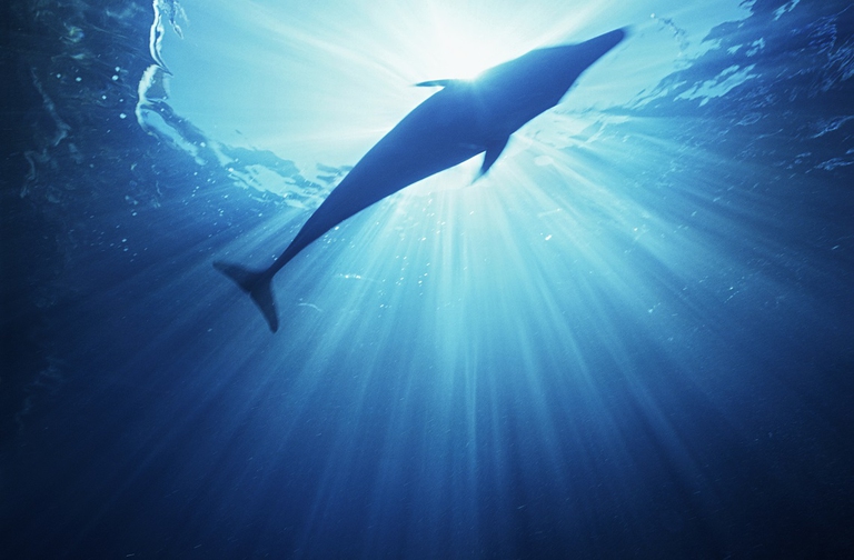 Silhouette di un delfino visto da sotto mentre nuota