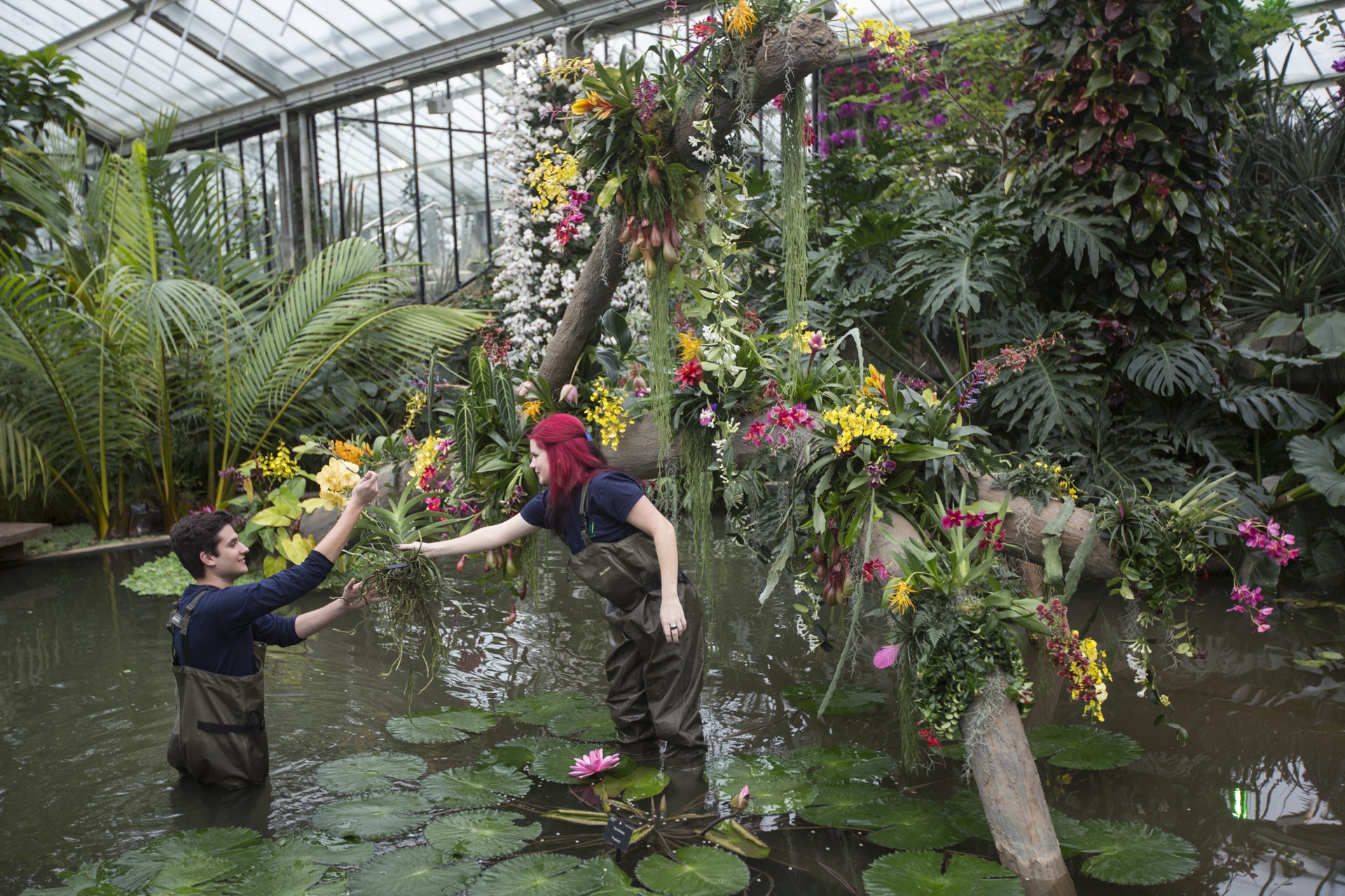Le foto delle orchidee ai Royal Botanic Gardens di Kew