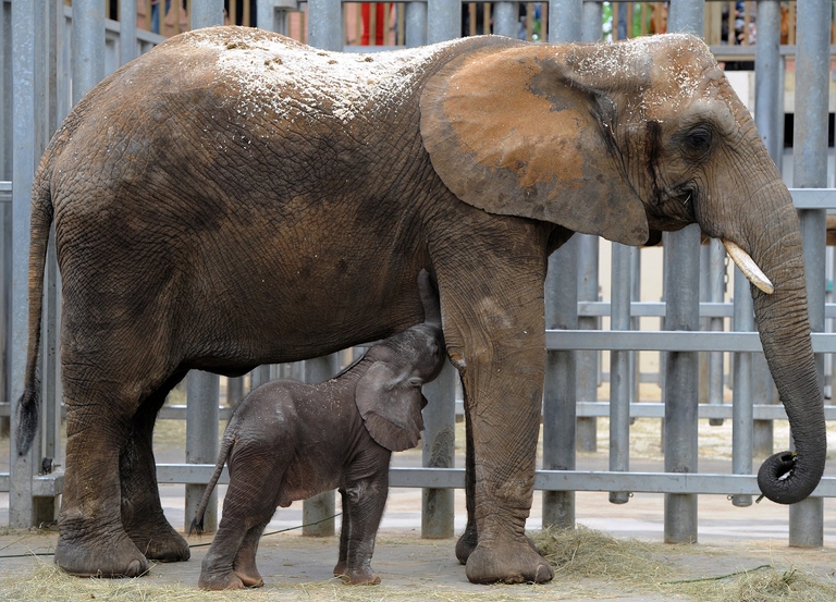 Mamma elefante con il suo piccolo in uno zoo