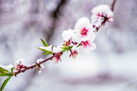 10 piante resistenti al freddo con i fiori invernali più belli