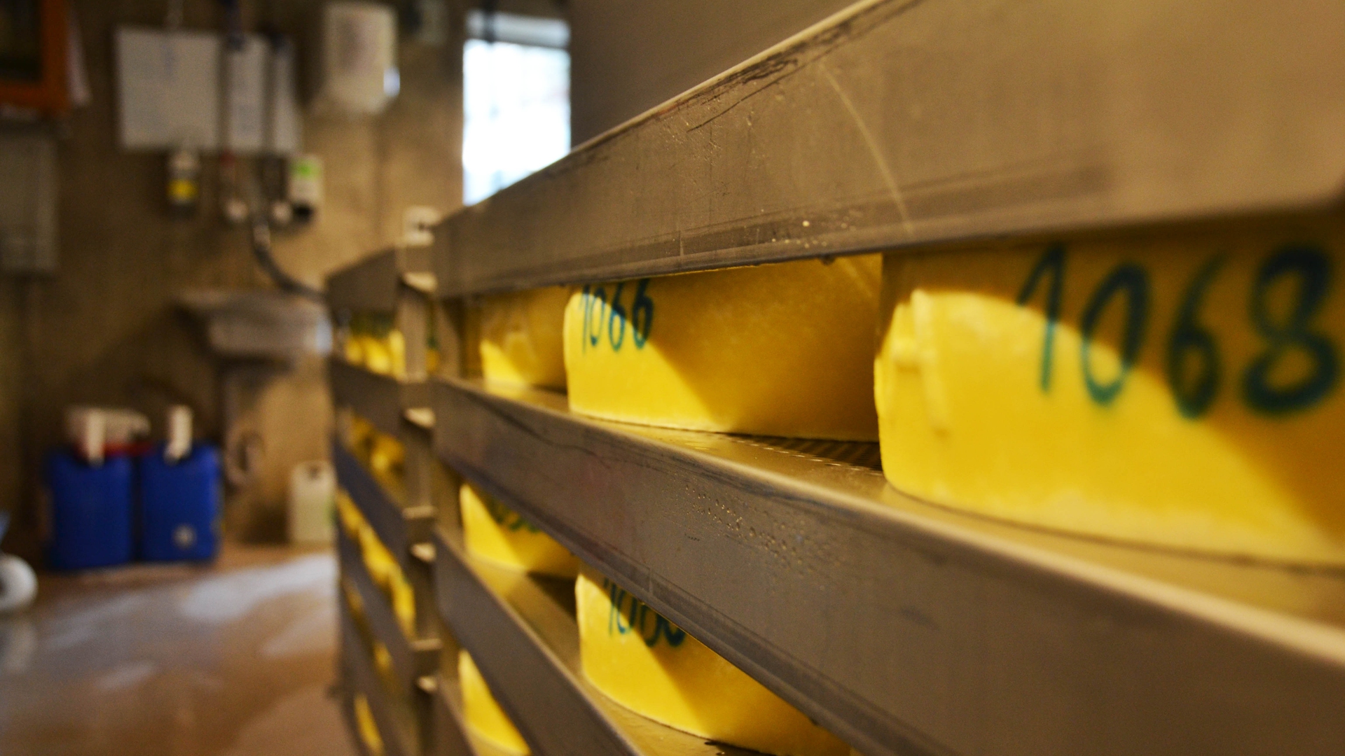 La produzione del formaggio Piora © LifeGate