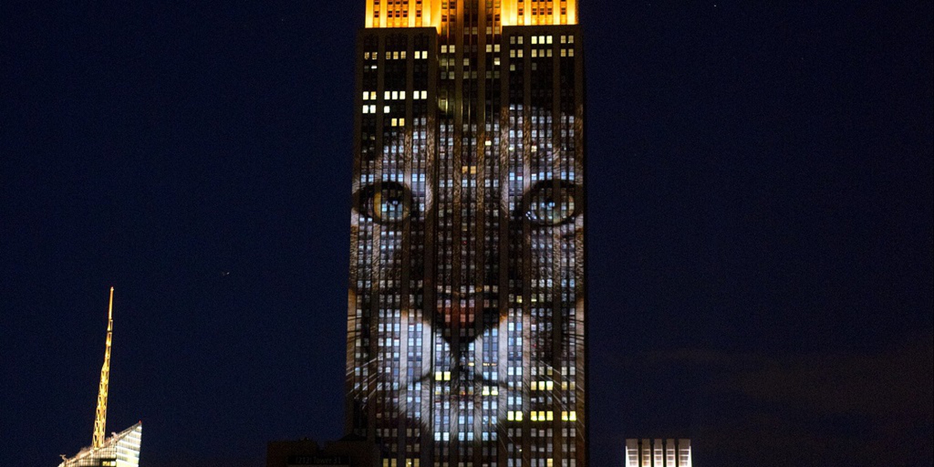 puma proiettato su Empire State Building