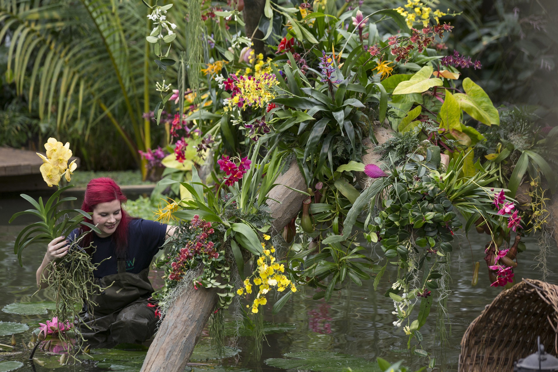 Le foto delle orchidee ai Royal Botanic Gardens di Kew