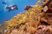 Cosa dobbiamo imparare dalla rinascita dei coralli delle Figi