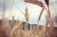 L’agroecologia e il biologico possono nutrire l’intera Europa, senza pesticidi di sintesi