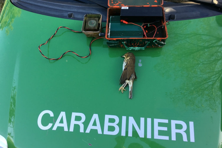 bracconaggio in Italia