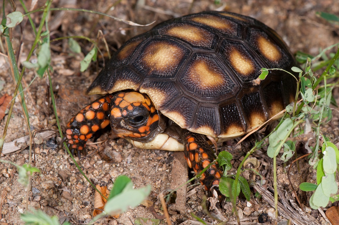 A team of scientists creates a 3D-printed shell for Freddy the tortoise ...