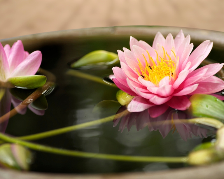 Fiore di loto dai colori vivaci galleggia in un vaso