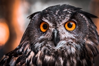 I prodotti fitosanitari stanno avvelenando gli animali. L’allarme di un parco nazionale italiano