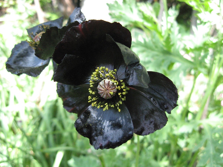 Ibrido ornamentale papavero Senigallia