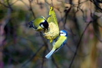 Trasformiamo giardini e terrazze in oasi per gli uccelli. La ricetta per le palle di grasso e altre leccornie