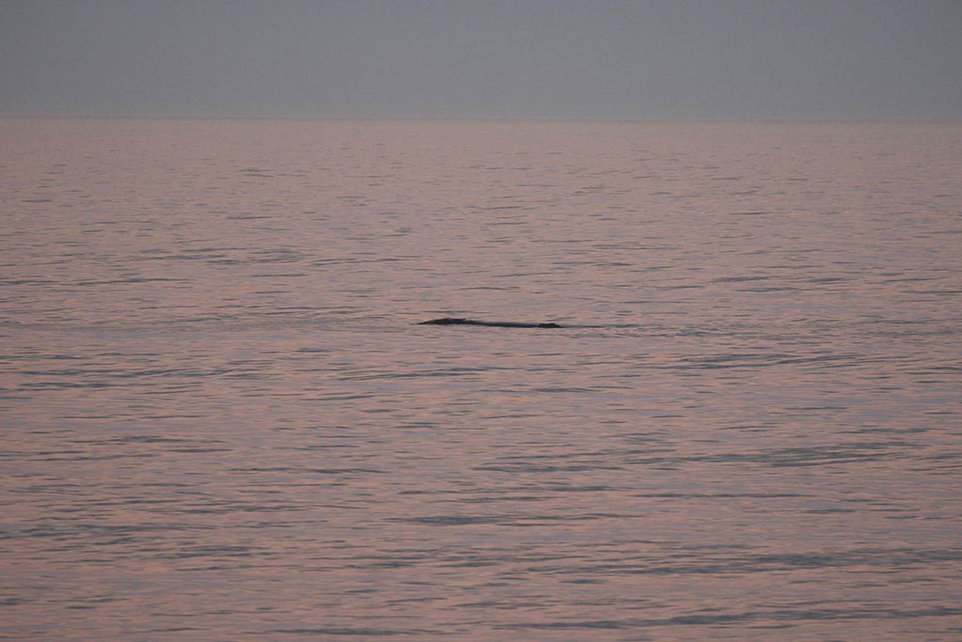 Balena 3317 con cucciolo