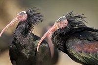 Trentino, il ritorno dell’ibis eremita dopo quattrocento anni