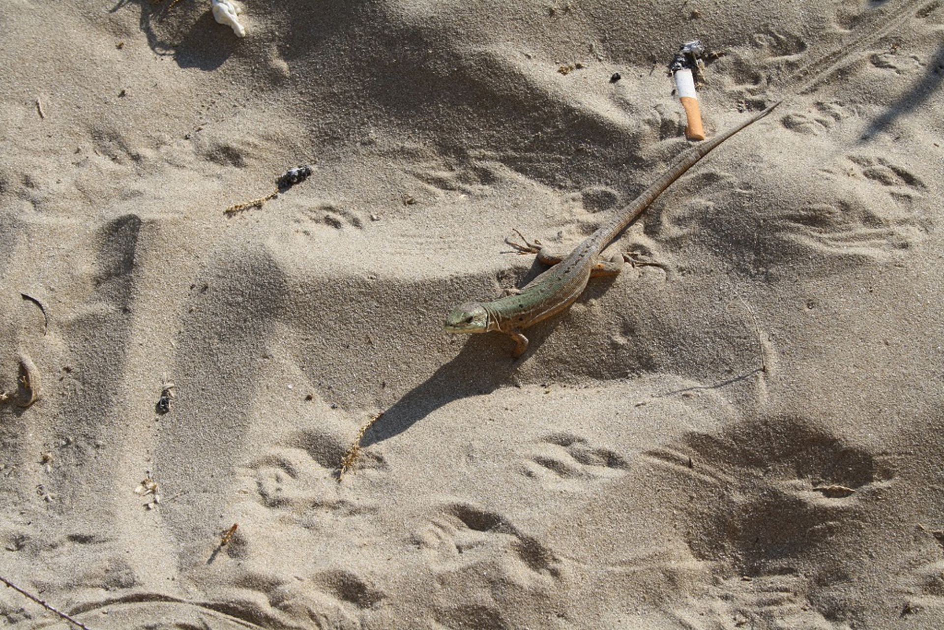 lucertola accanto a cicca di sigaretta