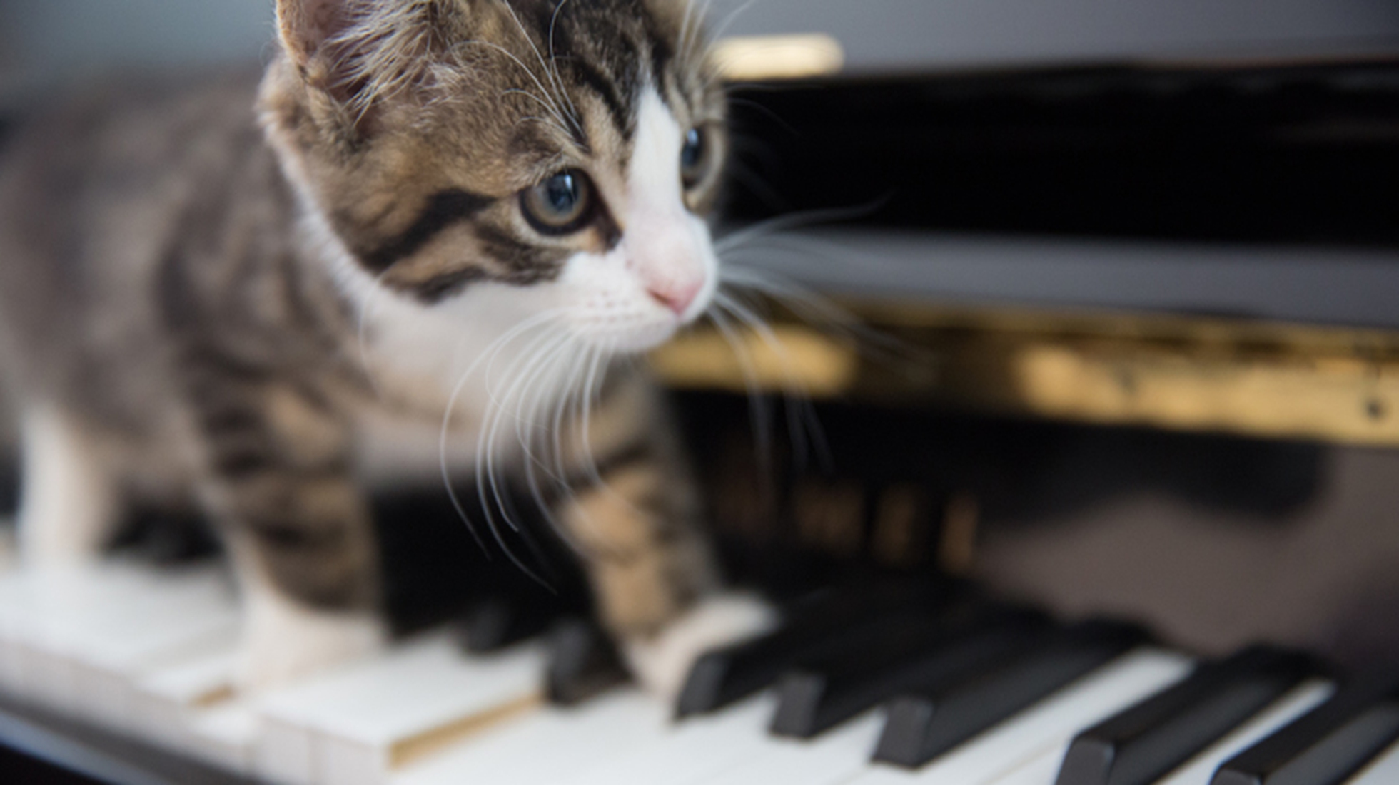 Gato piano