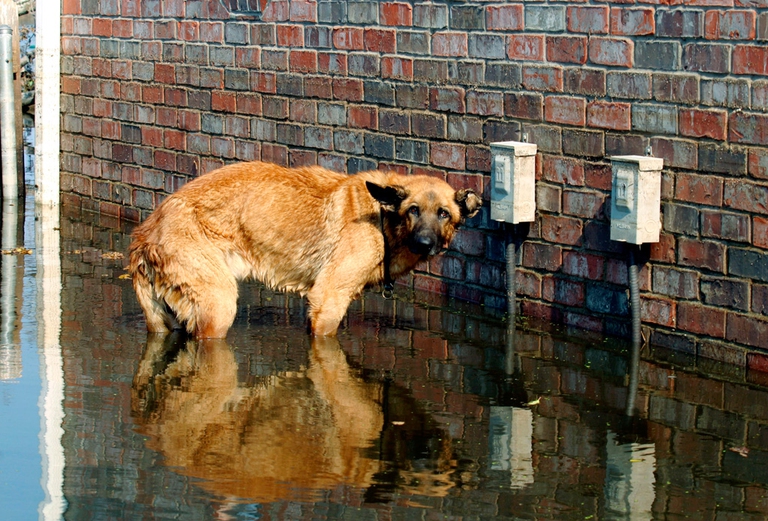animali abbandonati, codice della strada