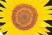 Salsa di semi di girasole e mele
