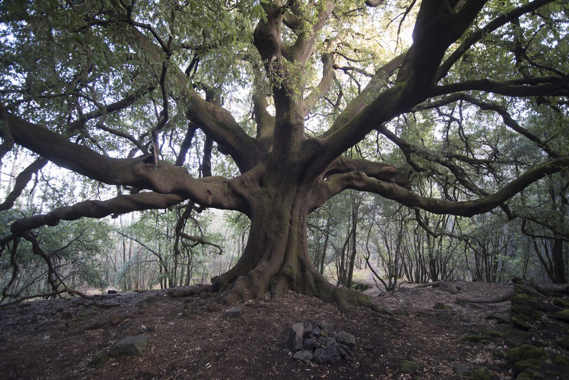 Calendario 2018 Amani, dicembre