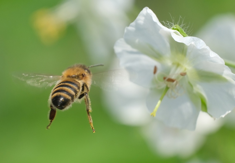 Un'ape in volo si avvicina ad un fiore a Berlino, Germania