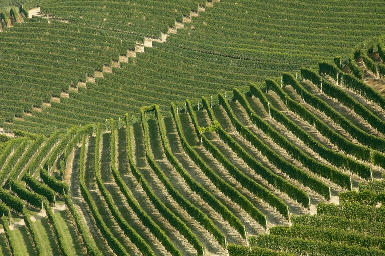 Coltivazione della vigna nel territorio del Gavi