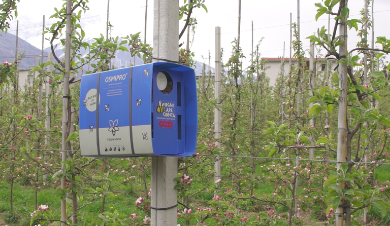 Nido per api osmie coop