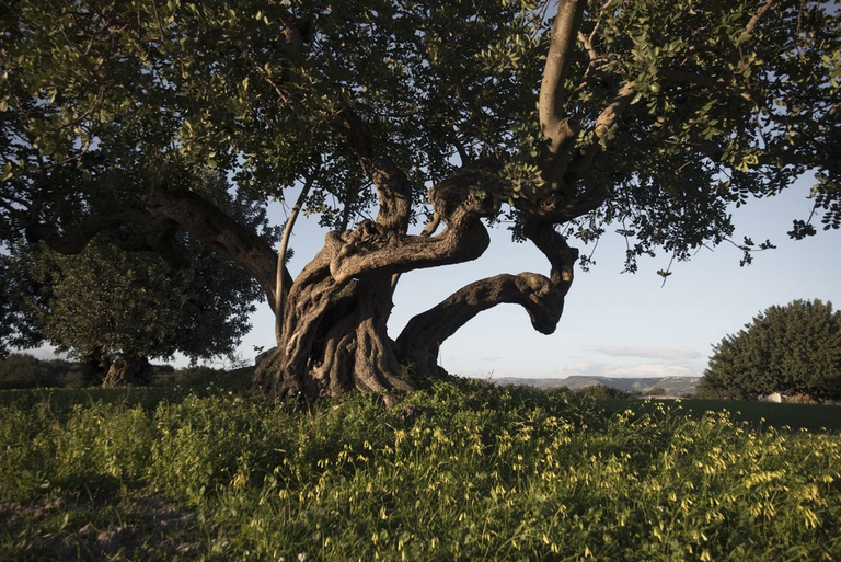 calendario 2018 amani