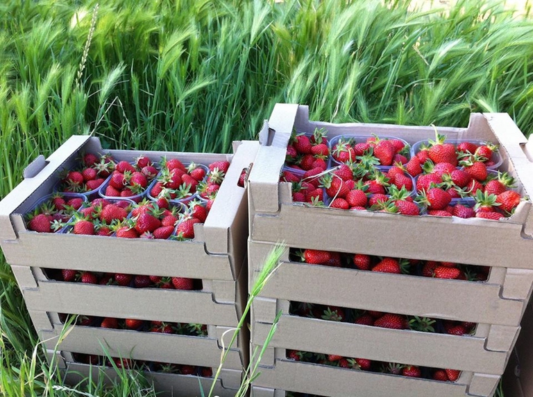 agricoltura biologica