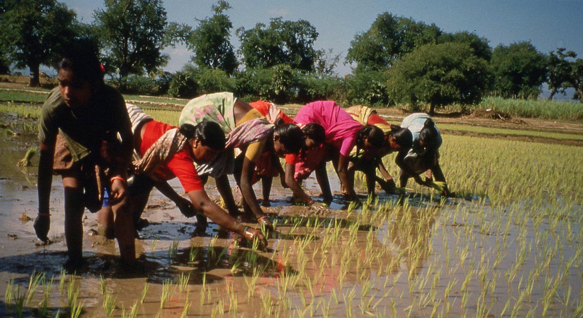 India trapiantano riso_1