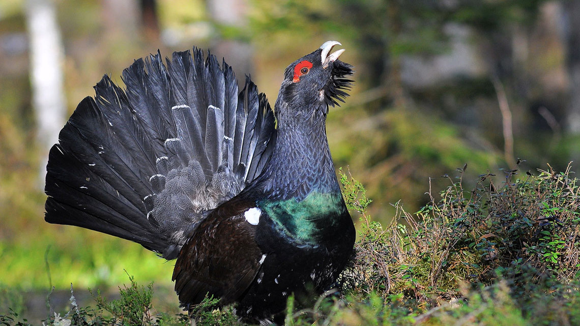 Etologia del corteggiamento, gli uccelli: il gallo cedrone