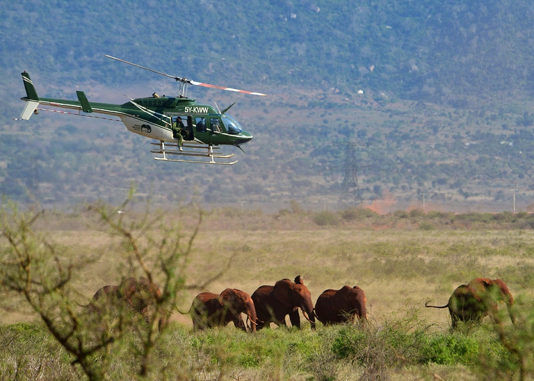 Ranger controllano elefanti