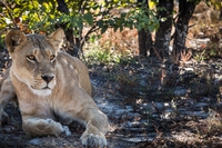Tracking extinction lions: alla ricerca dei leoni quasi estinti del Kgalagadi