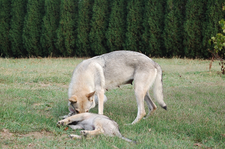 vomito del cane non patologico