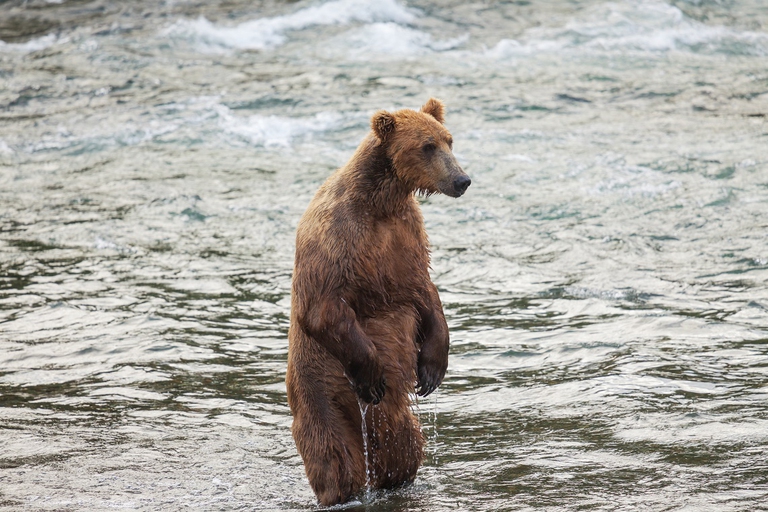 Grizzly in acqua