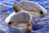 Disastro BP, pagano anche i delfini