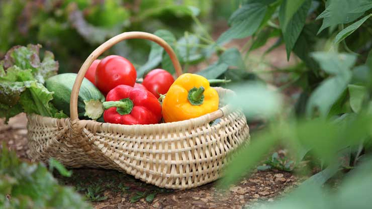 Fruits and vegetables in season by month: August
