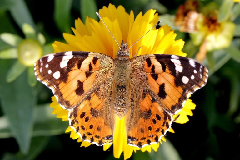 Nature in New Delhi on World Earth Day