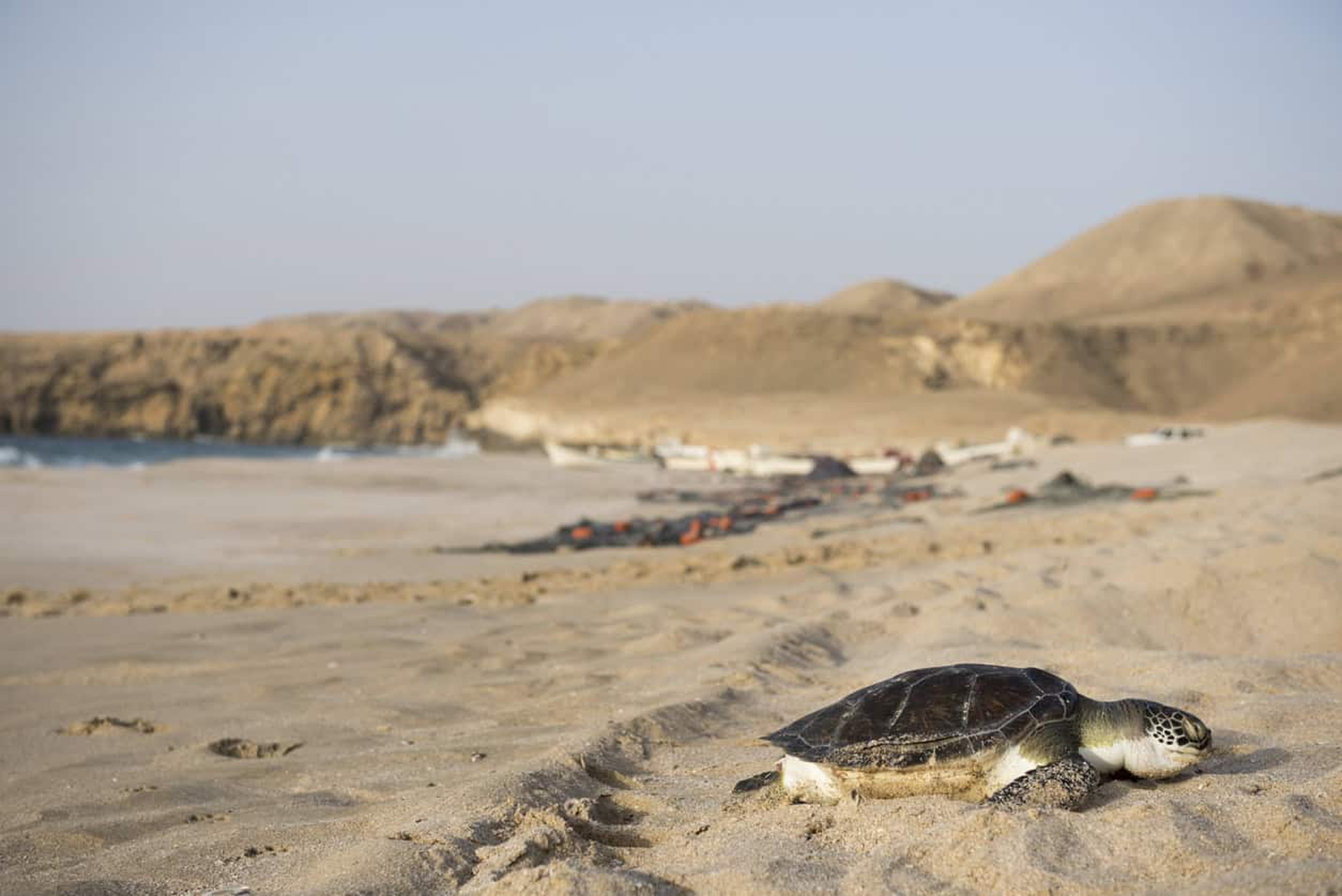 Ras Al Jinz tartarughe