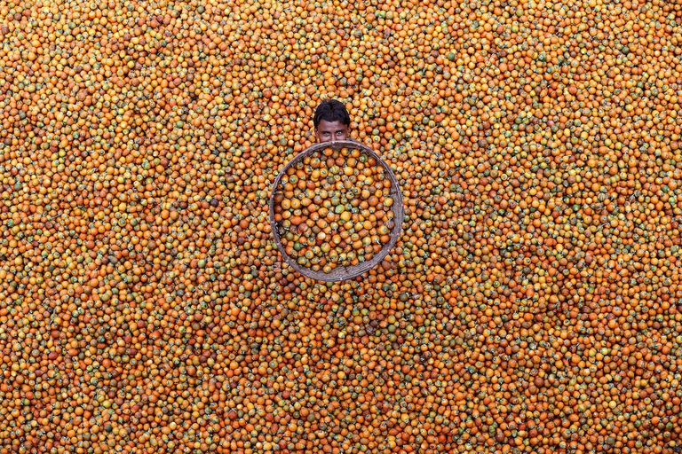 Storing Betel nut in a local market at Teknaf, Bangladesh.