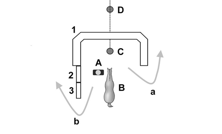cavalli personalità università di pisa