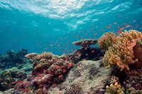 Biodiversità, cosa ci dice l’aggiornamento della Lista rossa dell’Iucn sulle specie marine