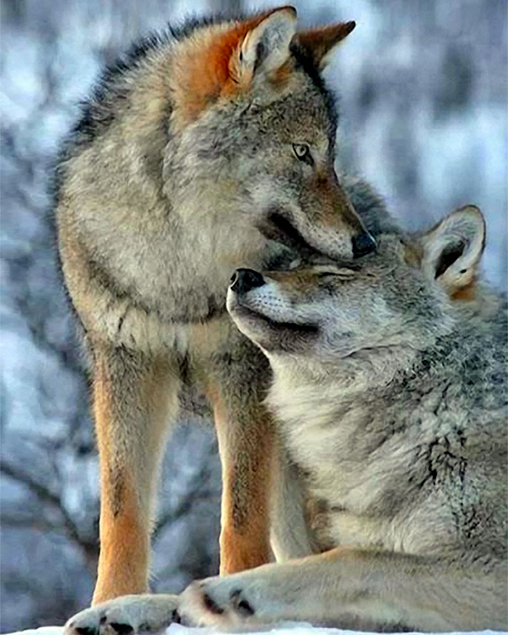 Полюбить волка. Волк и волчица любовь. Волчья любовь. Волки пара. Два волка.